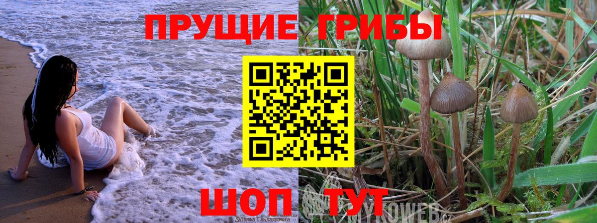 как найти   Галлюциногенные грибы Psilocybe  Арсеньев  Вход с VPN  Псилоцибиновые грибы GOLDEN TEACHER 